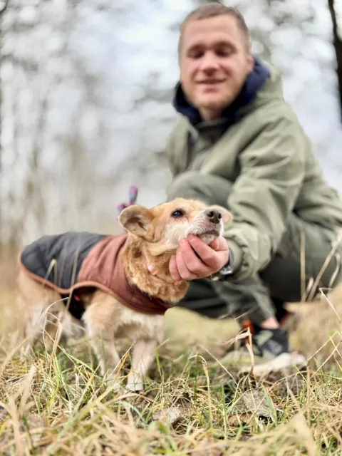 Pies do adopcji, Piła, 1 listopada 2025 (2/5)