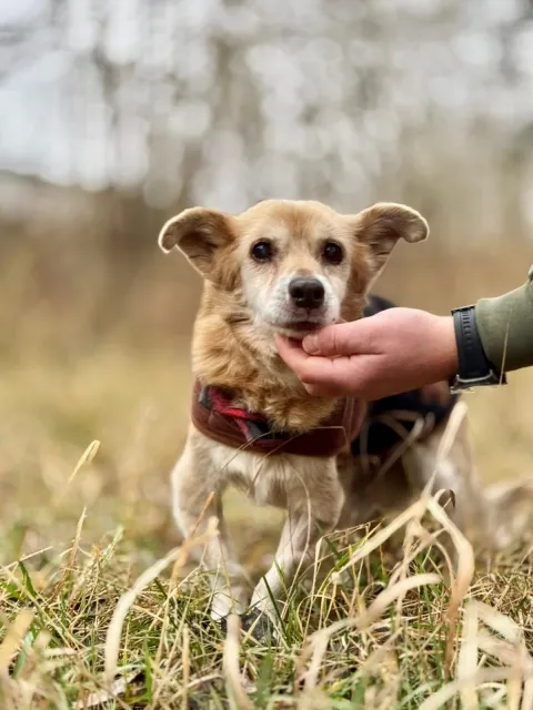 Pies do adopcji, Piła, 1 listopada 2025 (4/5)