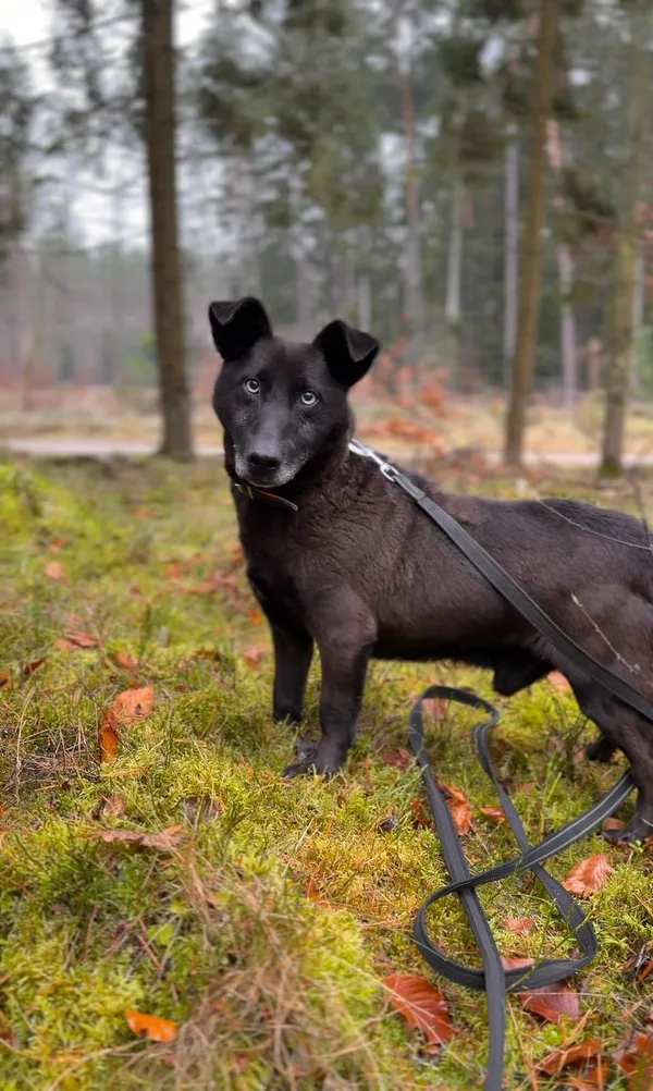 Pies do adopcji, Sosnowice, 25 listopada 2025 (3/5)