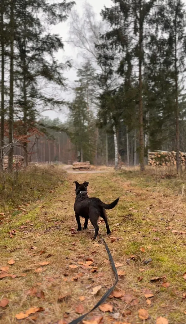 Pies do adopcji, Sosnowice, 25 listopada 2025 (5/5)