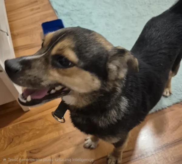 Znaleziono psa, Łódź, 16 stycznia 2026