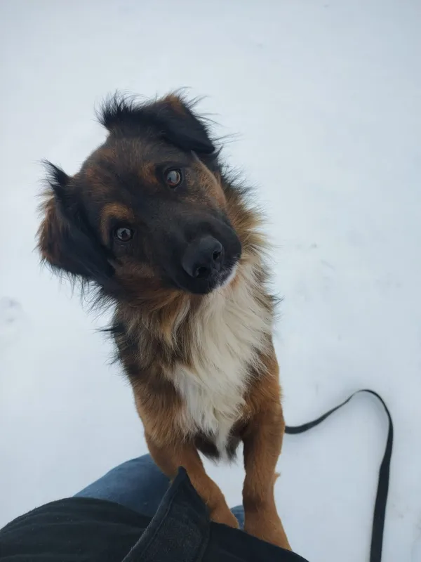 Pies do adopcji, Ropczyce, 16 stycznia 2026