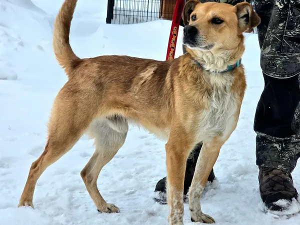 Pies do adopcji, Ropczyce, 16 stycznia 2026