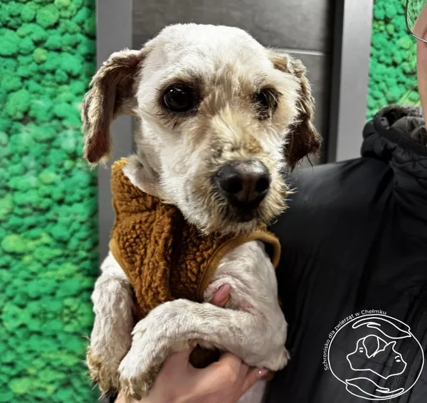 Pies do adopcji, Chełmek, 25 grudnia 2025