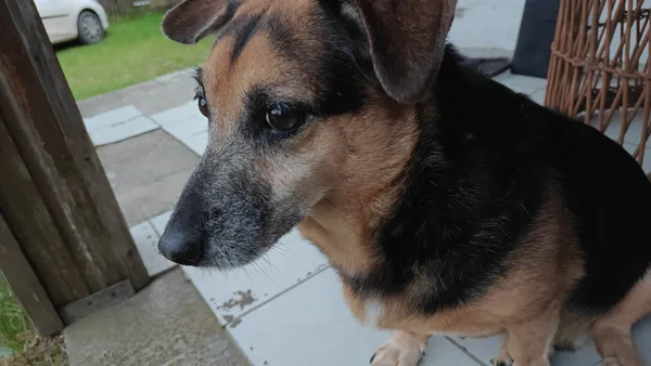 Zaginął pies, Piła, Stary Olesiec, 17 stycznia 2026 (3/4)