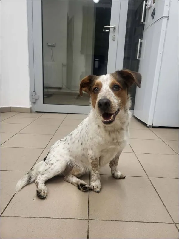 Znaleziono psa, Grudziądz, 16 stycznia 2026