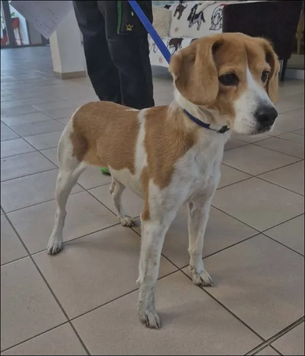 Znaleziono psa, Grudziądz, 17 stycznia 2026