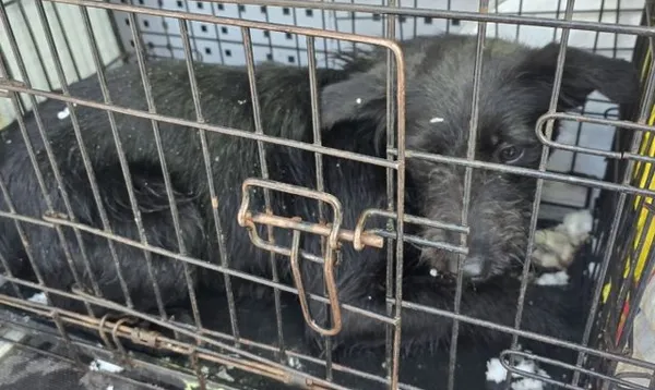 Znaleziono psa, Radom, 15 stycznia 2026