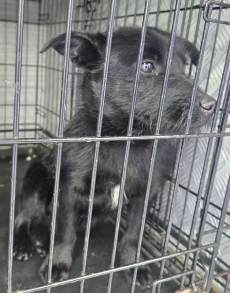 Znaleziono psa, Radom, 15 stycznia 2026