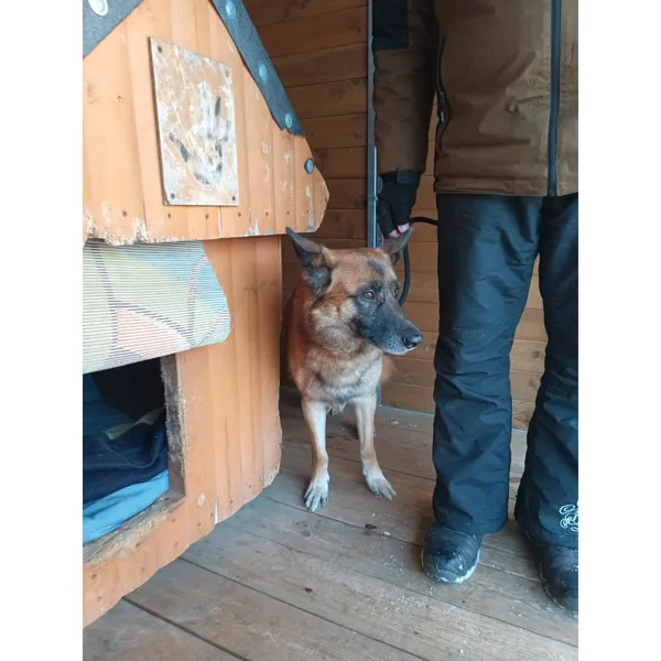 Znaleziono psa, Białystok, 17 stycznia 2026