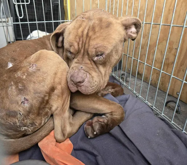 Pies do adopcji, Zgierz, 17 stycznia 2026 (1/5)