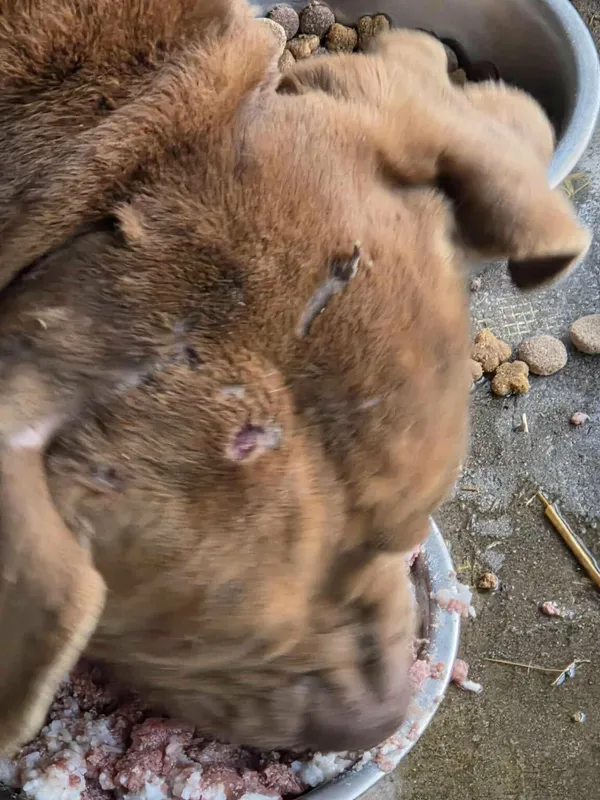 Pies do adopcji, Zgierz, 17 stycznia 2026 (5/5)