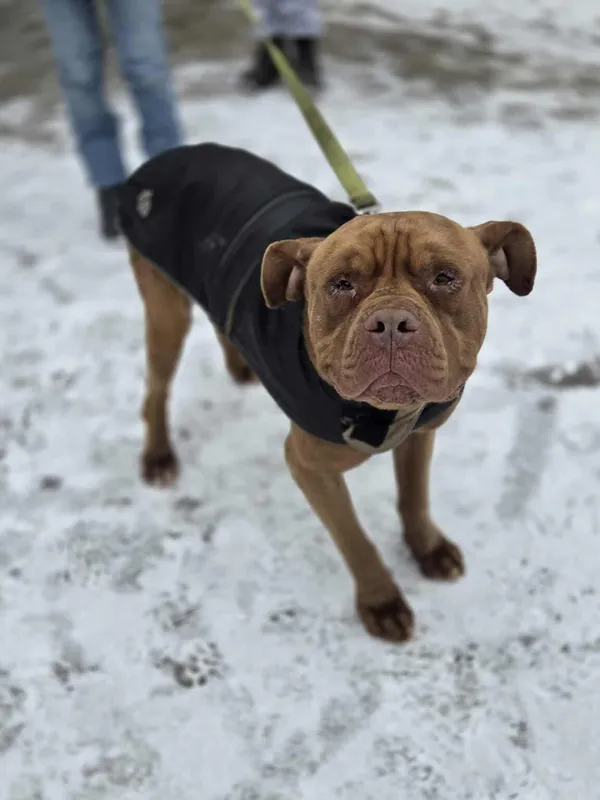 Pies do adopcji, Zgierz, 17 stycznia 2026 (2/5)