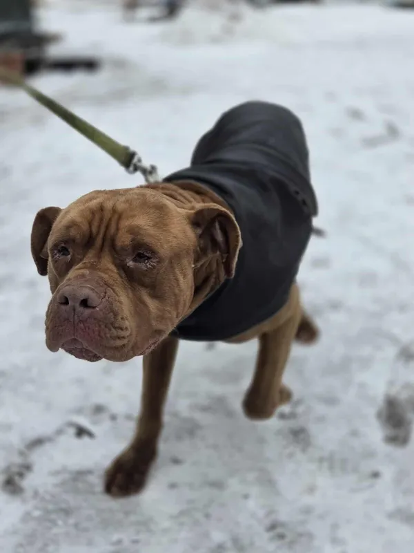 Pies do adopcji, Zgierz, 17 stycznia 2026 (3/5)