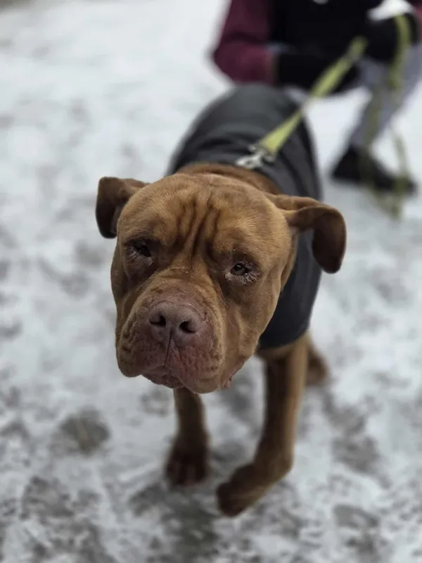 Pies do adopcji, Zgierz, 17 stycznia 2026 (5/5)