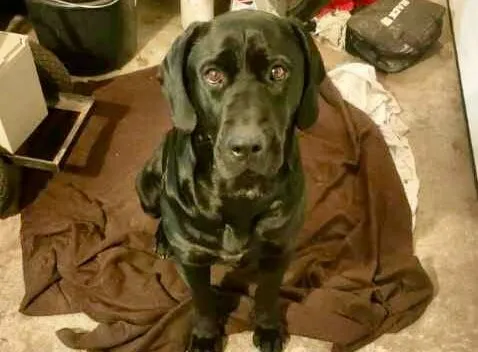 Pies do adopcji, Głowno, 17 stycznia 2026 (1/2)