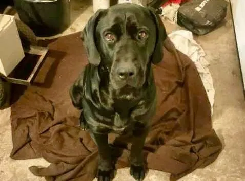 Pies do adopcji, Głowno, 17 stycznia 2026 (2/2)