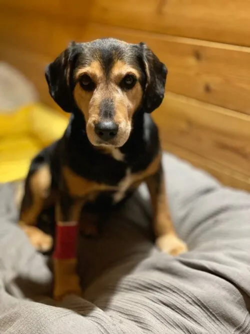 Pies do adopcji, Głowno, 17 stycznia 2026 (2/3)