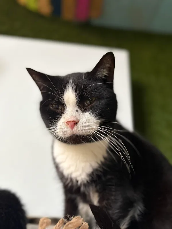 Oddam kota, Elbląg, Kopernika, 18 stycznia 2026