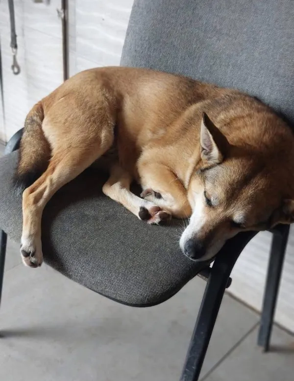 Oddam psa, Warszawa, Stara Ochota, 18 stycznia 2026 (2/3)