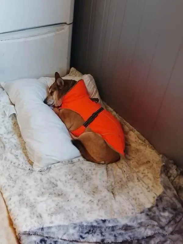 Oddam psa, Warszawa, Stara Ochota, 18 stycznia 2026 (3/3)