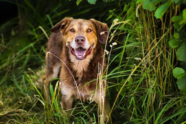 Pies do adopcji, Dłużyna Górna, 18 stycznia 2026 (1/5)