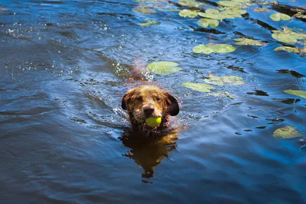 Pies do adopcji, Dłużyna Górna, 18 stycznia 2026 (2/5)