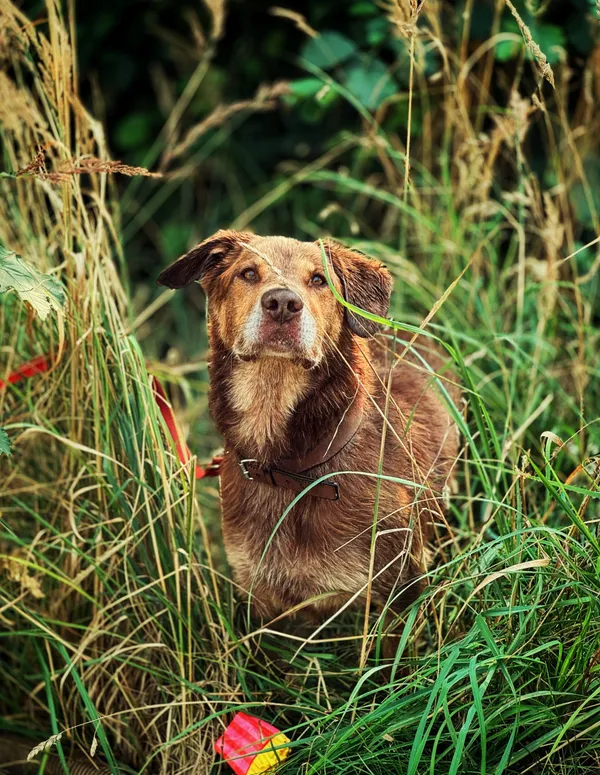 Pies do adopcji, Dłużyna Górna, 18 stycznia 2026 (3/5)