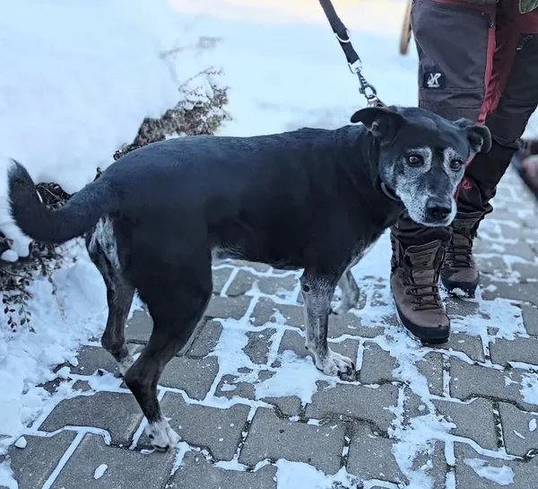 Znaleziono psa, Lublin, 17 stycznia 2026