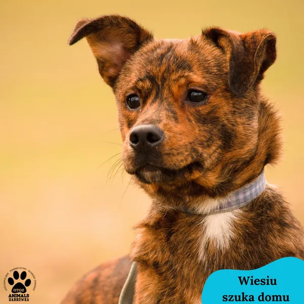 Pies do adopcji, Dąbrówka, 19 lutego 2024