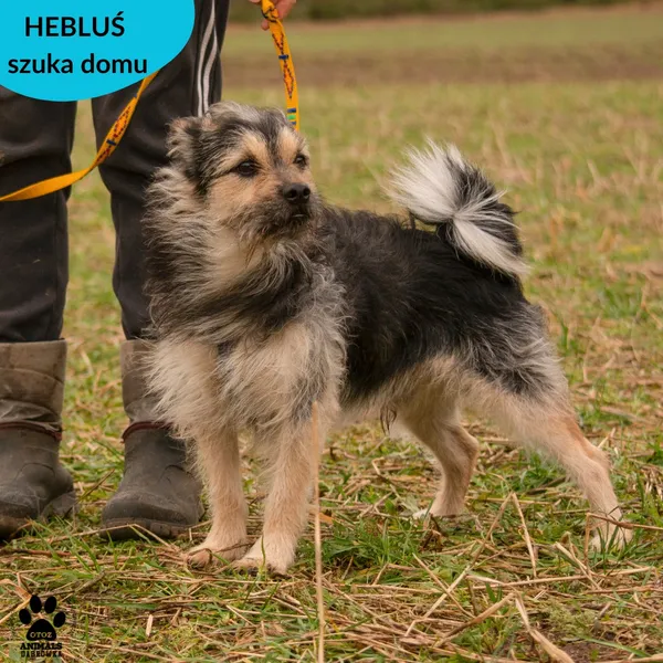 Pies do adopcji, Dąbrówka, 1 lutego 2024