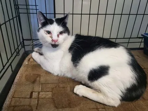 Znaleziono kota, Grudziądz, 17 stycznia 2026