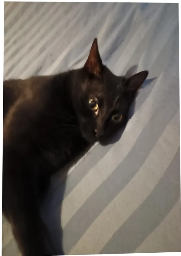 Zaginął kot, Łódź, 18 stycznia 2026