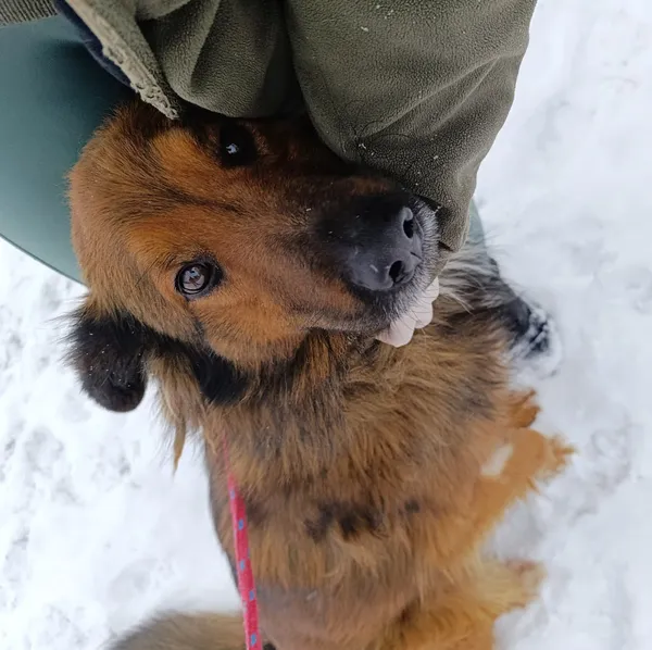 Pies do adopcji, Bełchatów, 9 grudnia 2025 (2/5)