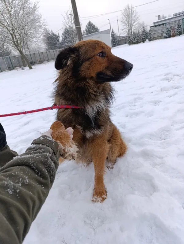 Pies do adopcji, Bełchatów, 9 grudnia 2025 (5/5)