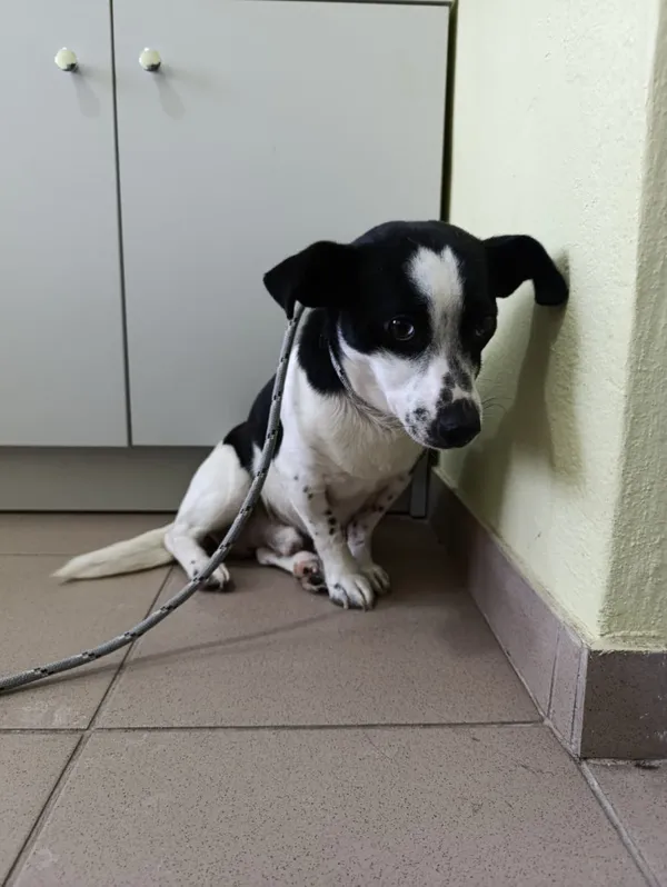 Pies do adopcji, Bełchatów, 25 listopada 2025 (4/5)