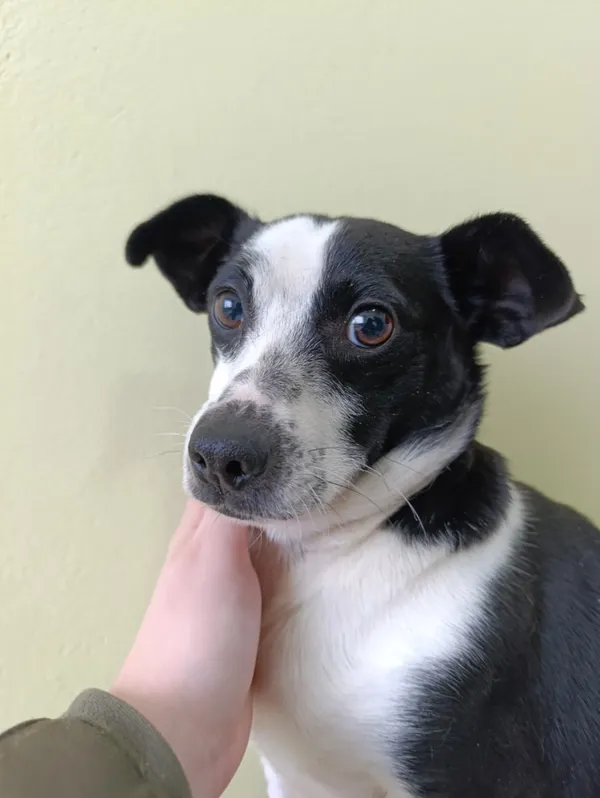 Pies do adopcji, Bełchatów, 25 listopada 2025 (5/5)