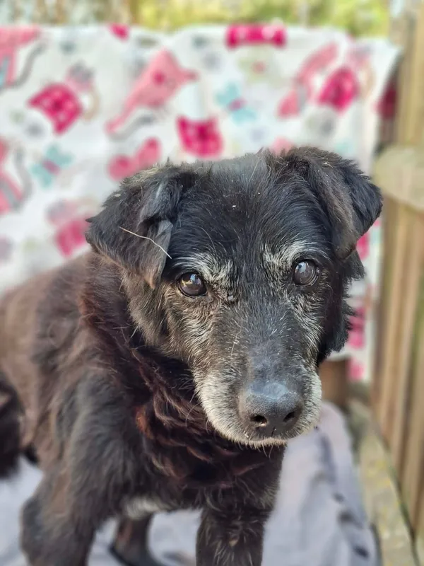 Pies do adopcji, Radom, 3 kwietnia 2026 (1/5)