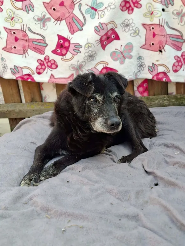 Pies do adopcji, Radom, 3 kwietnia 2026 (3/5)