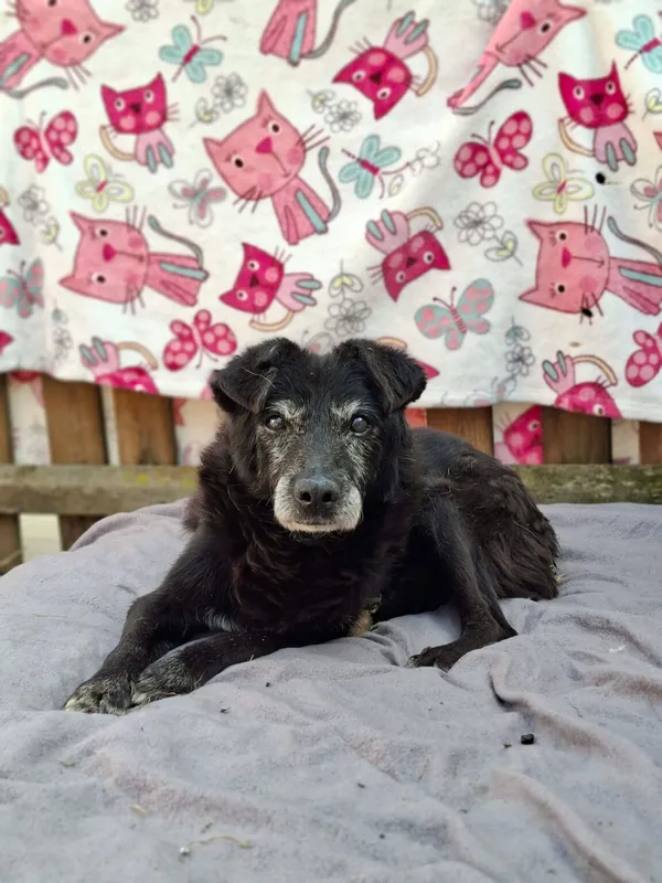 Pies do adopcji, Radom, 3 kwietnia 2026 (4/5)