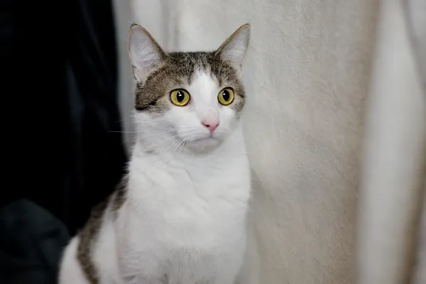 Znaleziono kota, Sosnowiec, 16 stycznia 2026 (3/4)