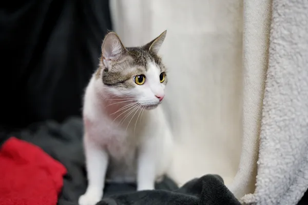 Znaleziono kota, Sosnowiec, 16 stycznia 2026 (4/4)