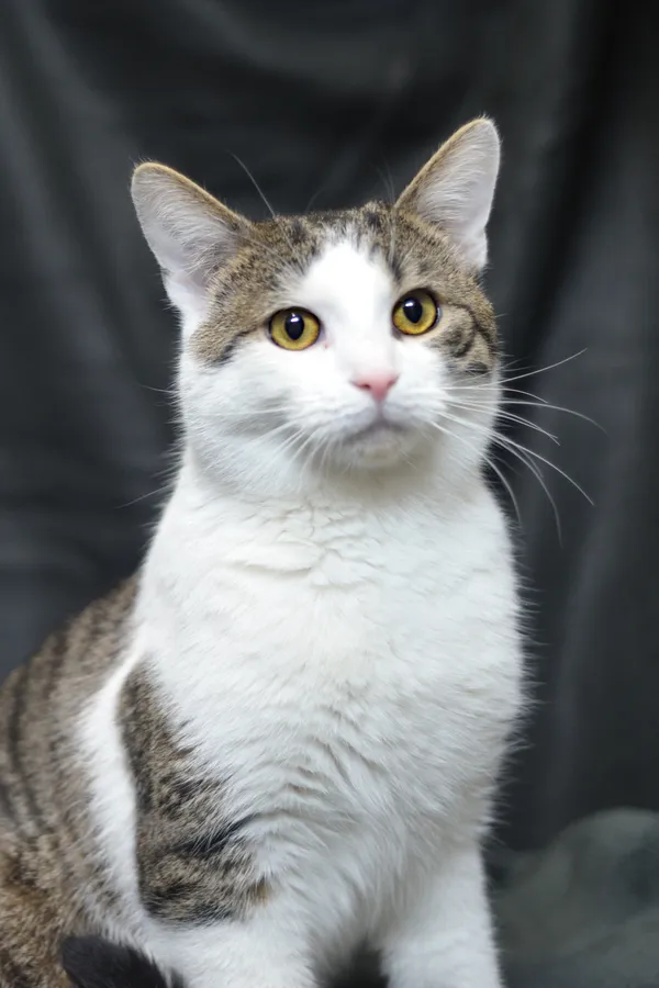 Znaleziono kota, Sosnowiec, 16 stycznia 2026 (1/4)