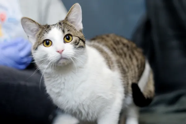 Znaleziono kota, Sosnowiec, 16 stycznia 2026 (2/4)