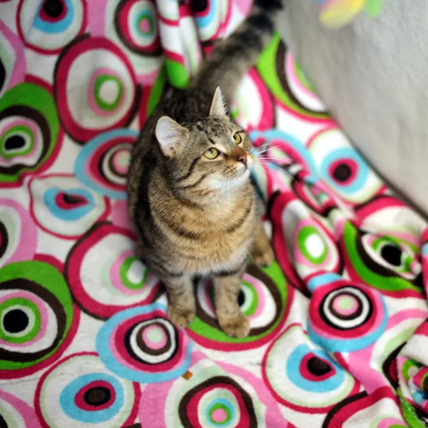 Znaleziono kota, Sosnowiec, 15 stycznia 2026 (3/3)