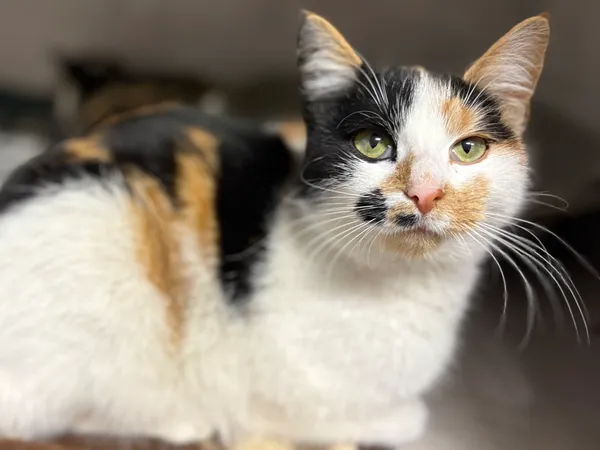 Znaleziono kota, Sosnowiec, 16 stycznia 2026 (1/4)