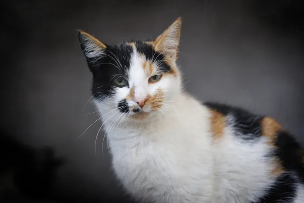 Znaleziono kota, Sosnowiec, 16 stycznia 2026 (2/4)