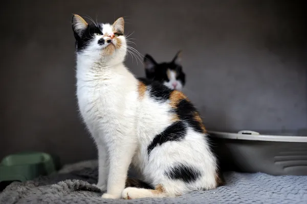 Znaleziono kota, Sosnowiec, 16 stycznia 2026 (3/4)