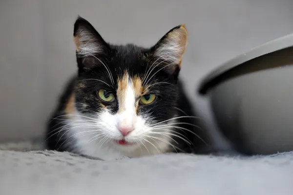 Znaleziono kota, Sosnowiec, 16 stycznia 2026 (1/3)