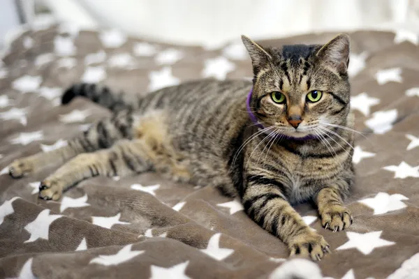 Znaleziono kota, Sosnowiec, 15 stycznia 2026 (2/3)